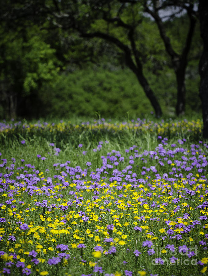 Hill Country Wild Flowers 1 Photograph by Richard Mason