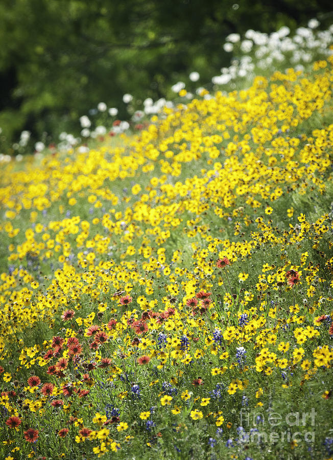 Hill Country Wild Flowers 5 Photograph by Richard Mason