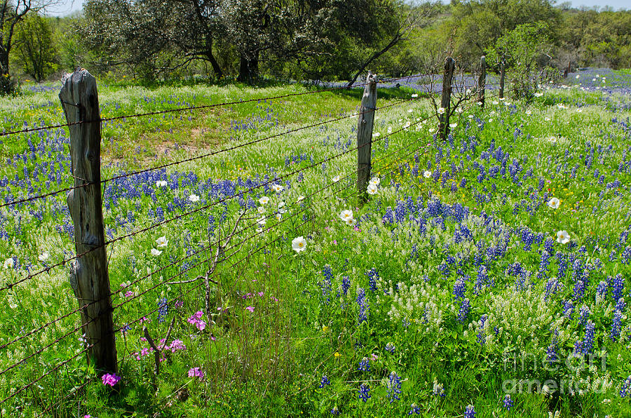 Hill Country Wildflowers Photograph