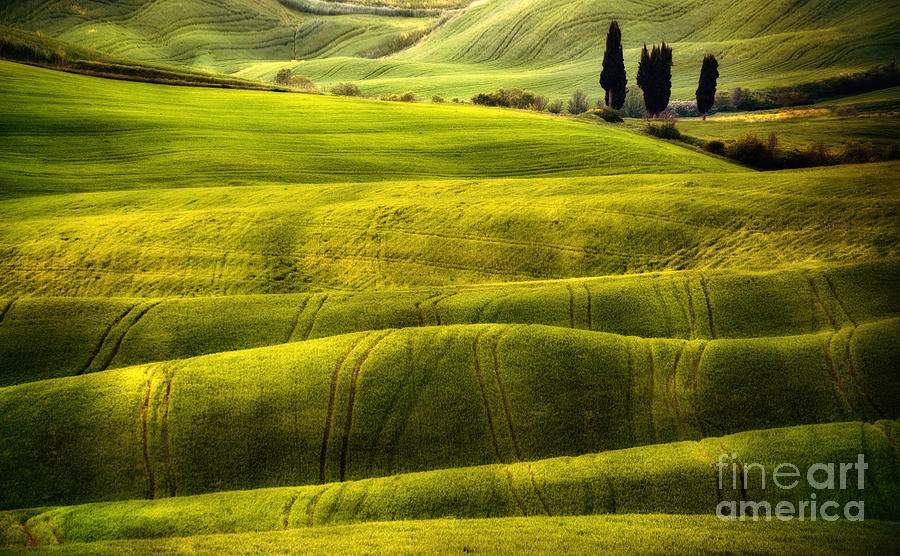 Green fields of Toscany Photograph by Jaroslaw Blaminsky