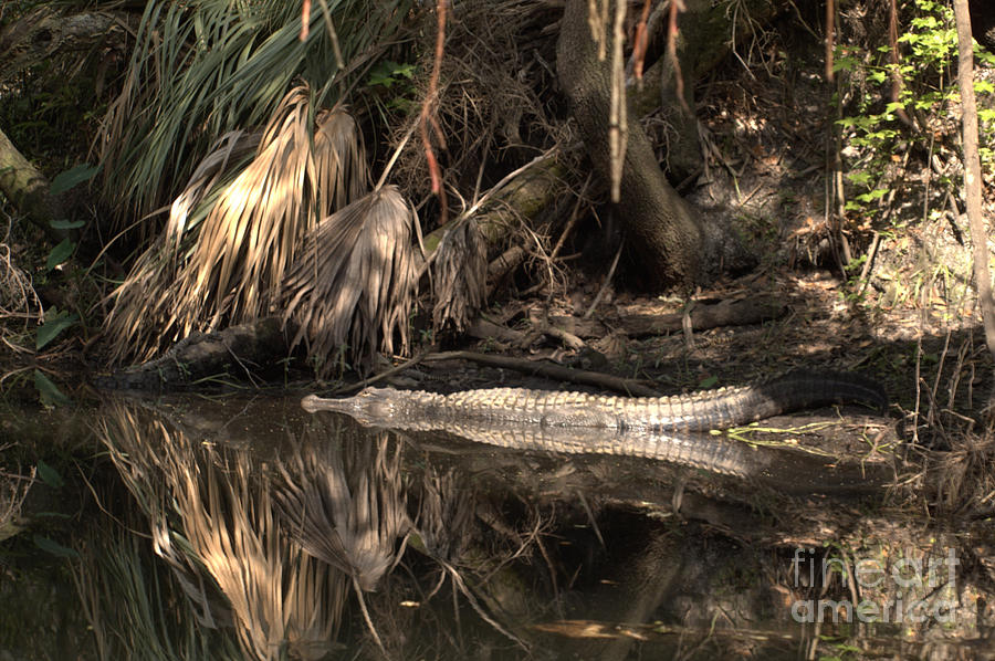Hillsborough River Alligator Photograph by Lora Duguay