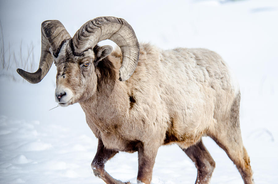 Big Horns on this Big Horn Sheep Photograph by Roxy Hurtubise