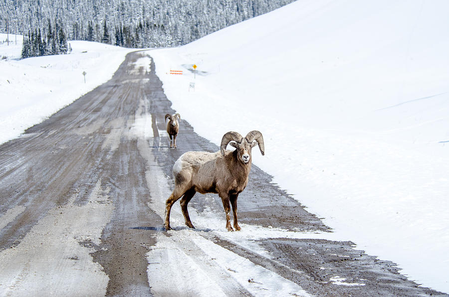 On the Road Again Big Horn Sheep  Photograph by Roxy Hurtubise