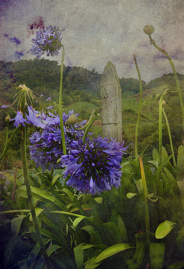 Mountain Photograph - Hillside Flowers by Kandy Hurley