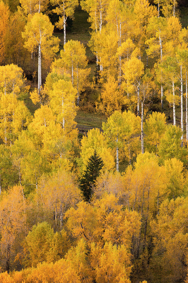 Hillside Of Autumn Aspen Trees Photograph by Adam Jones - Pixels