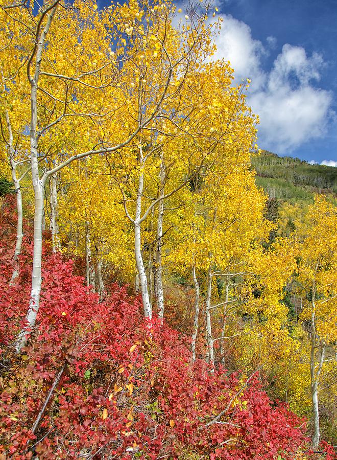 Hillside of Reds and Yellows Photograph by Mitch Johanson - Fine Art ...