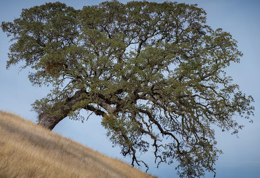 Hillside tree Photograph by Robin Mayoff