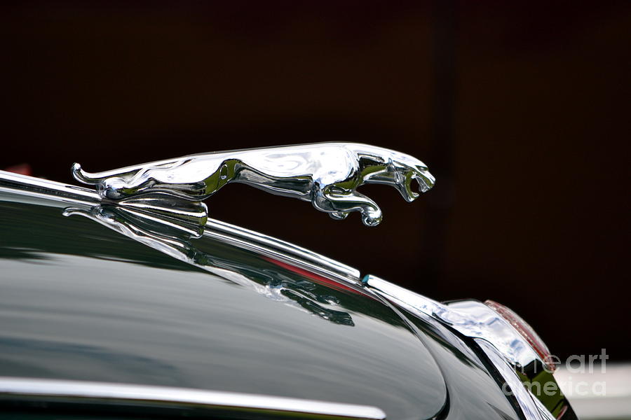 Classic Jaguar Photograph by Dean Ferreira
