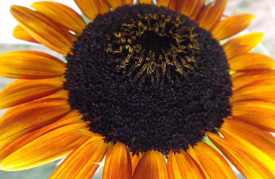 Sunflower Photograph - Hilltop by Elizabeth Sullivan