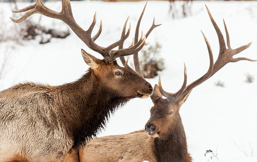 Hilltop Elk Photograph by Kevin Dietrich