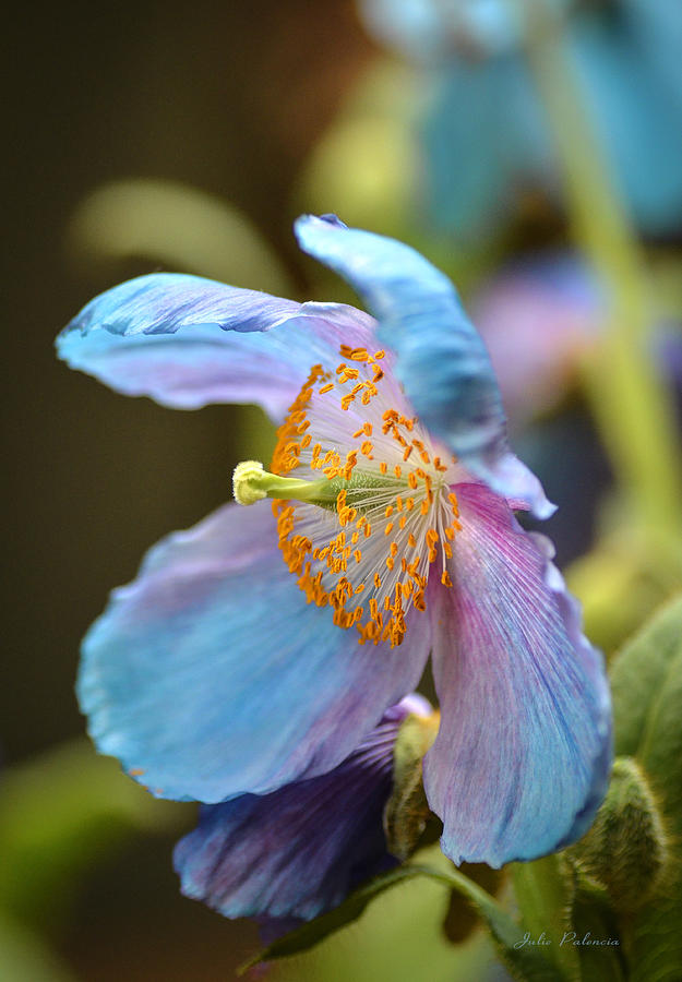Himalayan Blue Poppy 2 Photograph by Julie Palencia