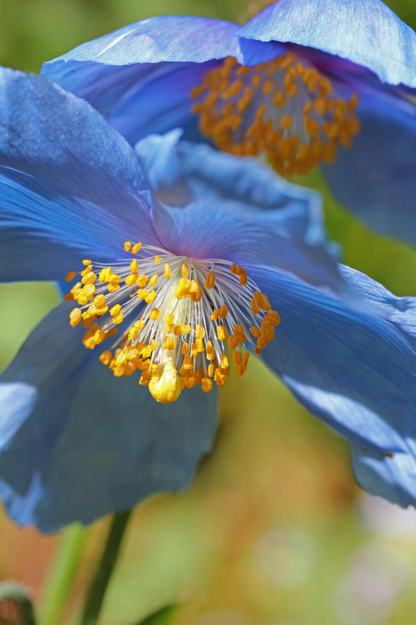 Poppy Photograph - Himalayan Blue Poppy Flowers by Jennie Marie Schell