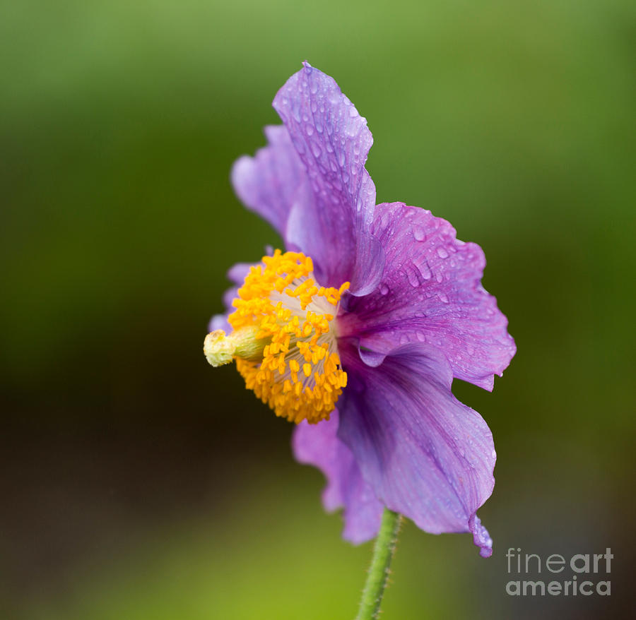 Himalayan Blue Poppy Hensol Violet Photograph by Louise Heusinkveld