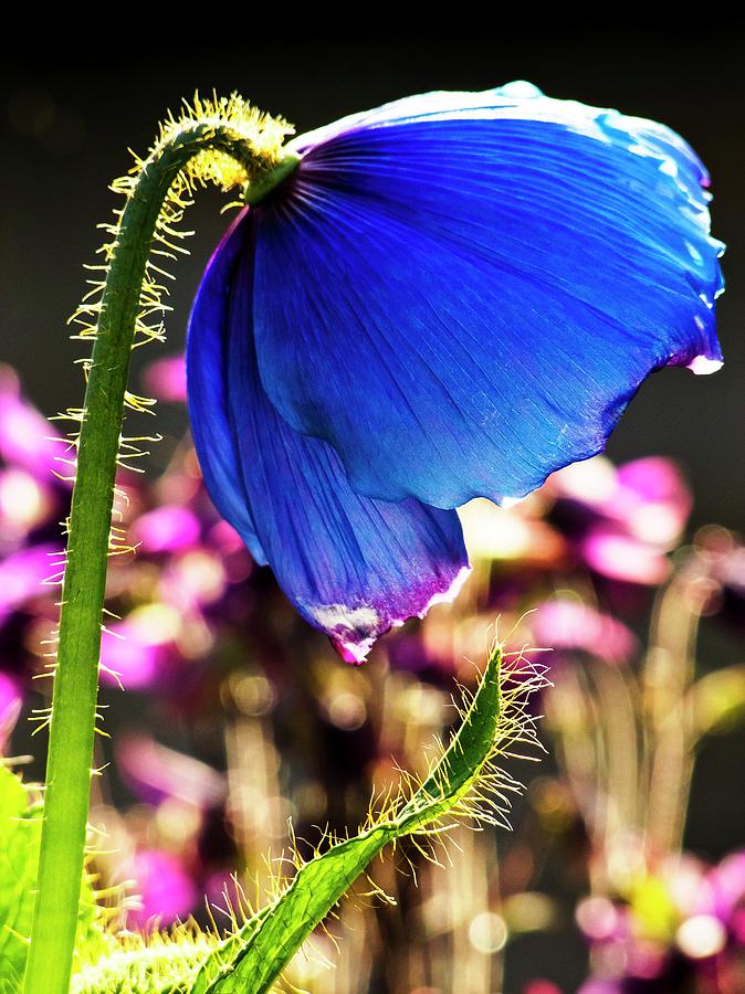 Still Life Photograph - Himalayan Blue Poppy by Ian Gowland