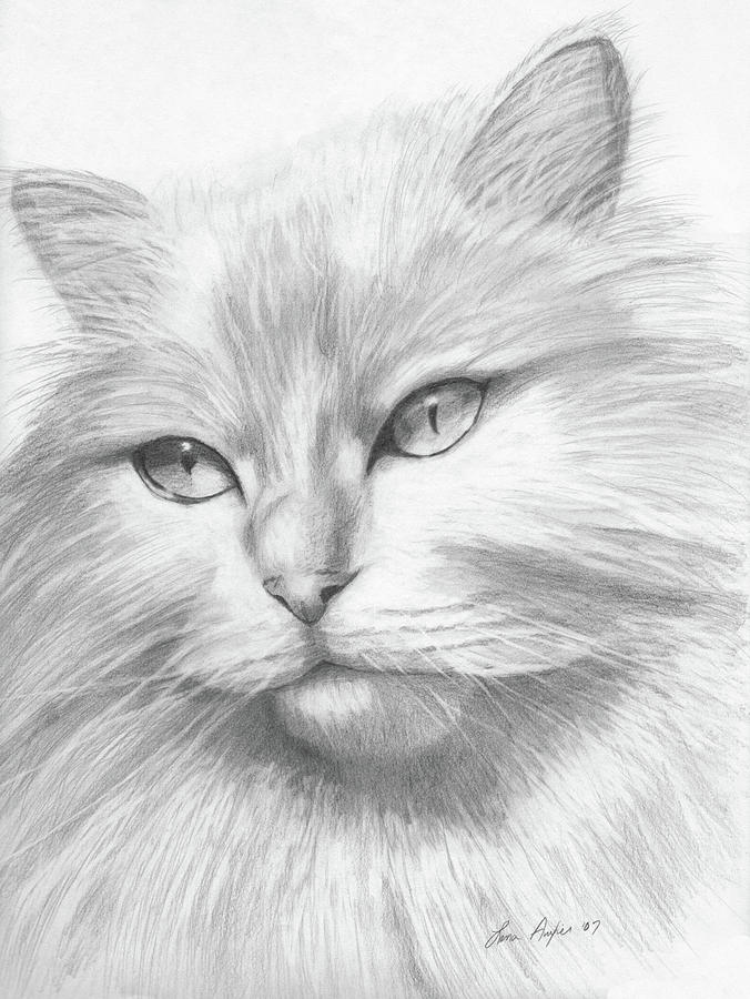 Cat Drawing - Himalayan Cat by Lena Auxier