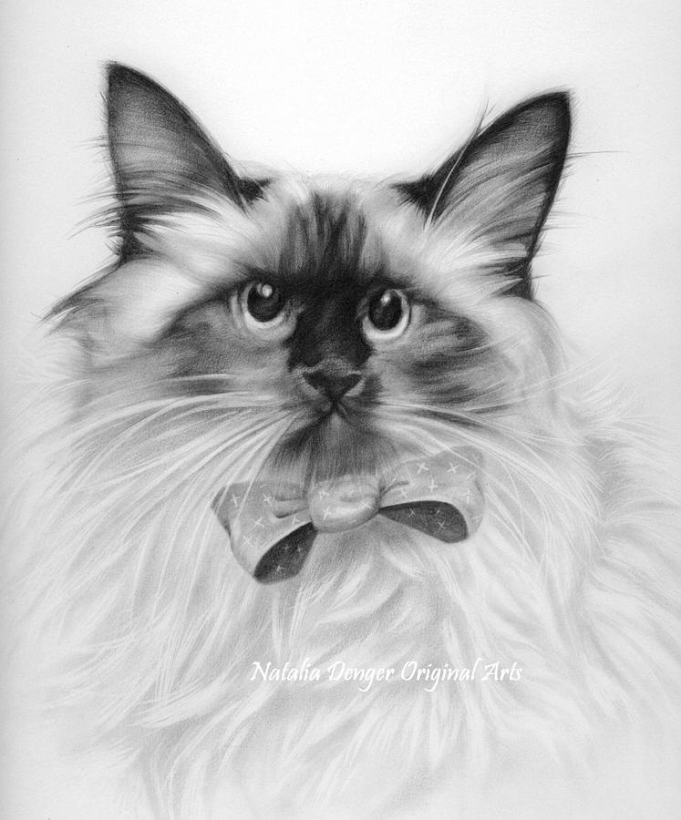Portrait Drawing - Himalayan Cat by Natasha Denger