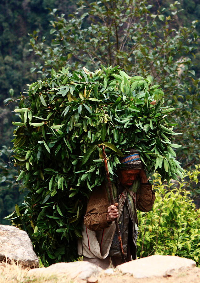 Himalayan Farmer - Nepal Photograph by Aidan Moran