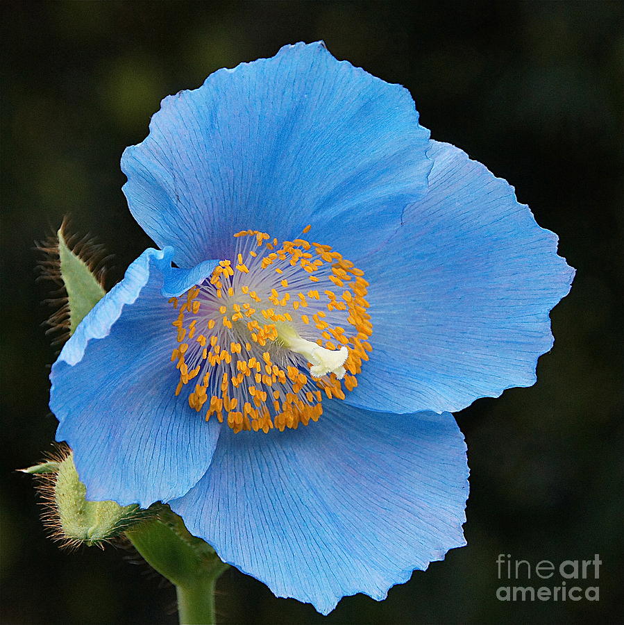 Himalayan Gift -- Meconopsis Poppy Photograph by Byron Varvarigos