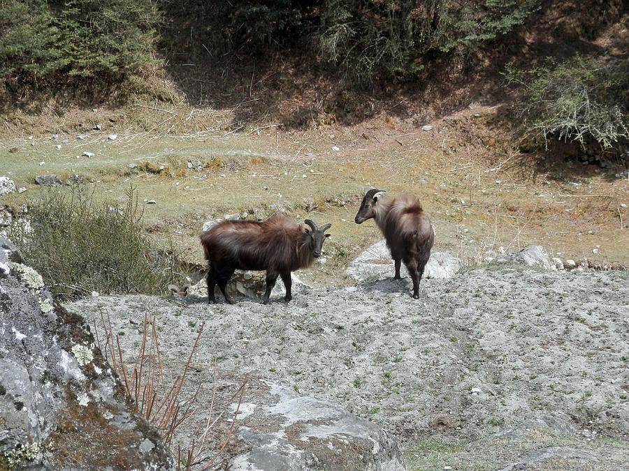 Himalayan Goats Photograph by Pema Hou