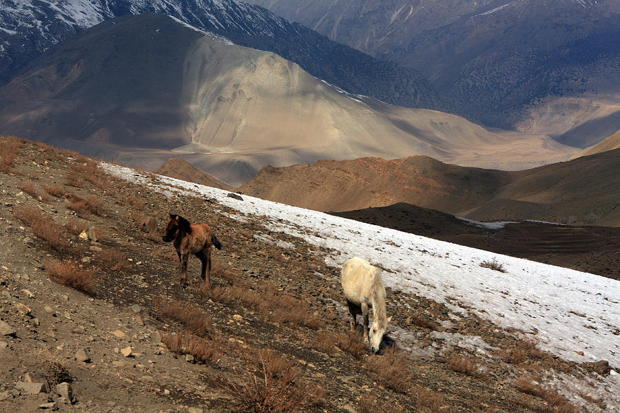 Himalayan Horses - Jomsom - Nepal Photograph by Aidan Moran