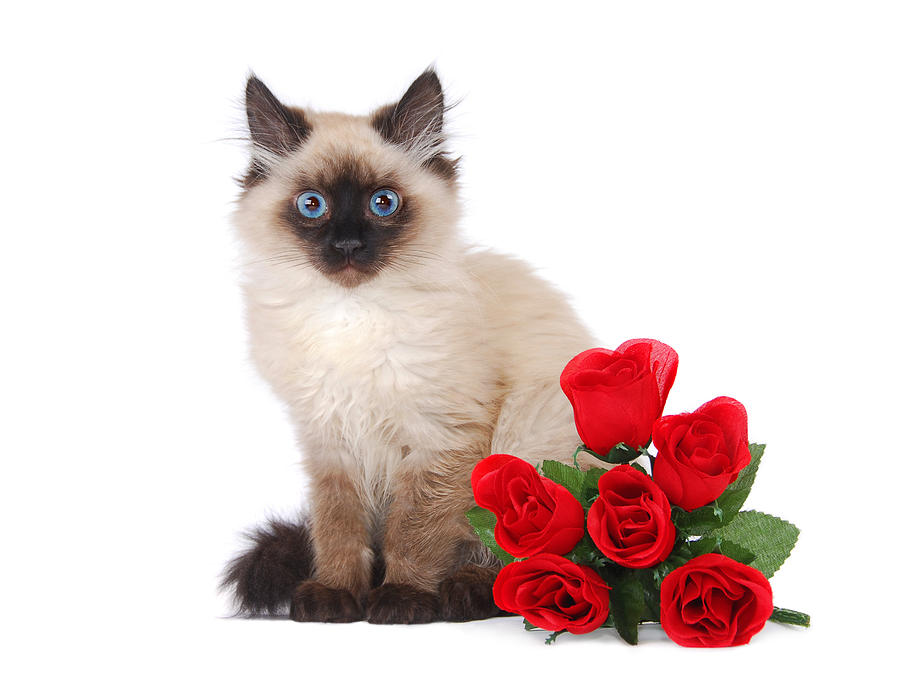 Valentines Day Photograph - Himalayan kitten with roses by Perry Harmon