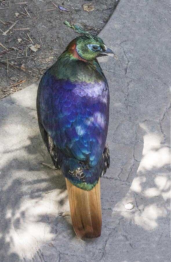 Himalayan Monal Digital Art by Photographic Art by Russel Ray Photos