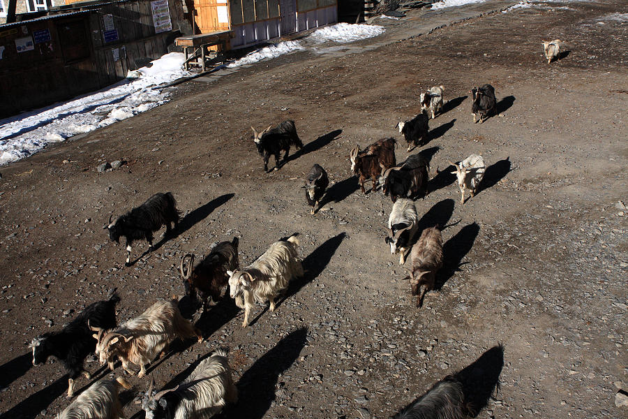 Himalayan Mountain Goats Photograph by Aidan Moran
