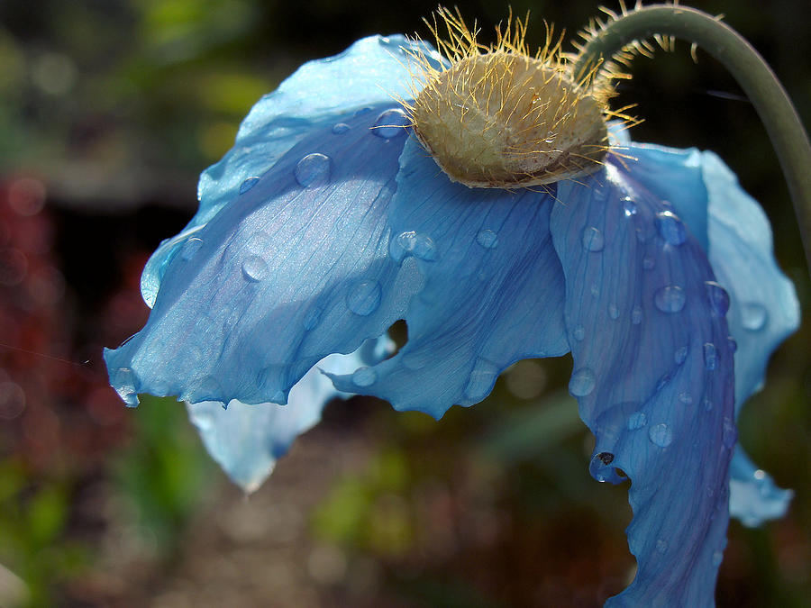 Blue Allure Photograph by Cheryl Hoyle