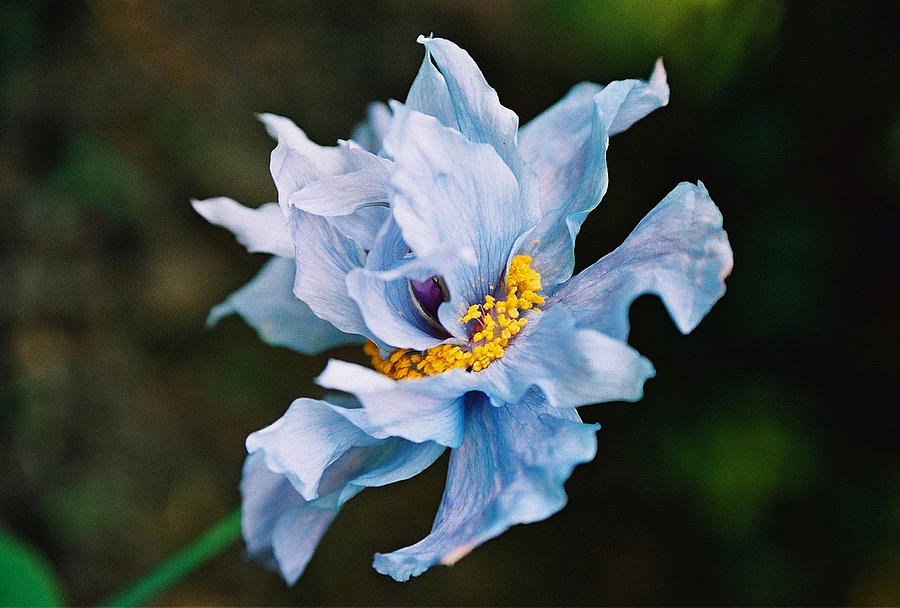 Himalayan Poppy Photograph by Gerry Bates