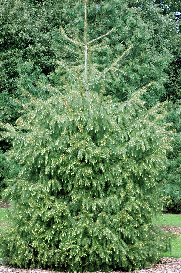 Himalayan Spruce (picea Smithiana) by Sam K Tran/science Photo Library