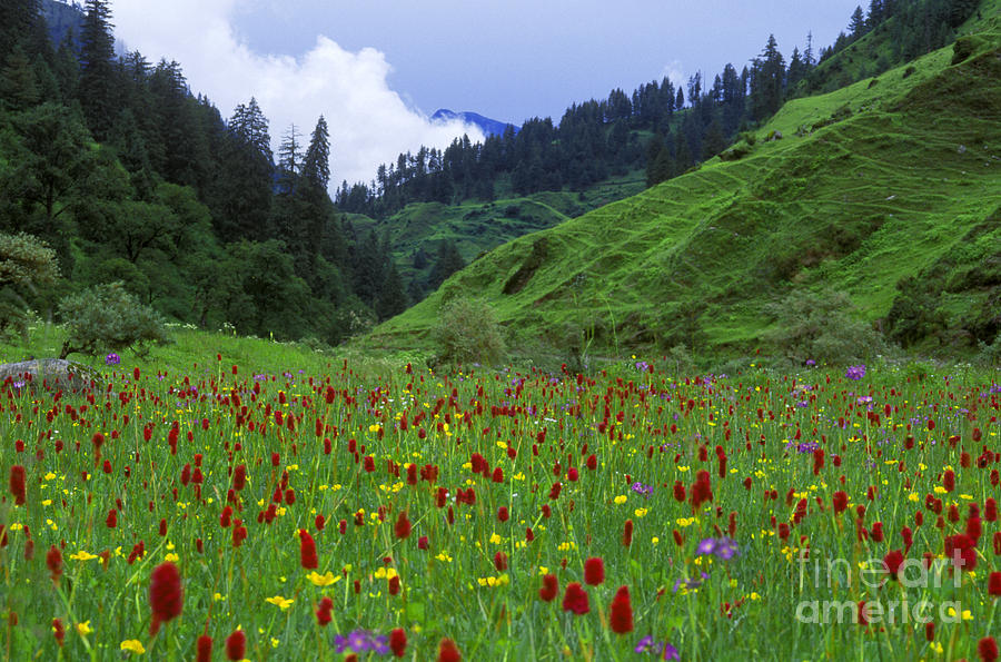 Himalayan Wildflowers - Dolpo Nepal Photograph by Craig Lovell