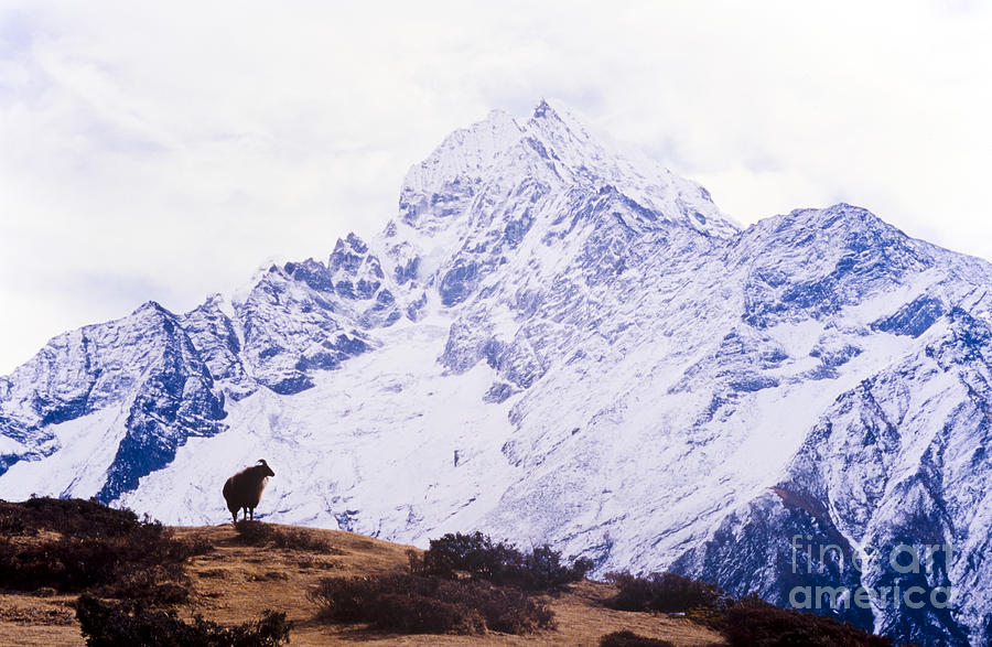 Mountain Photograph - Himalayan Yak by THP Creative