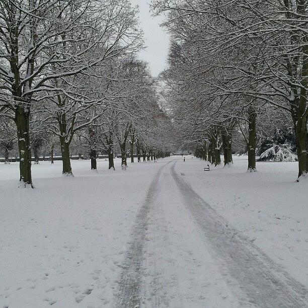 Himley Park #himleyhall #snow #trees Photograph by Tom Causer