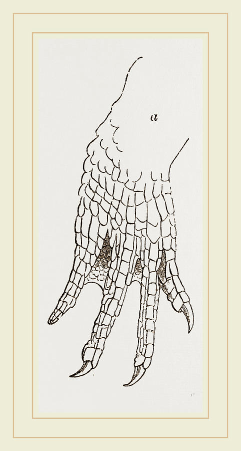 Hind-leg Of Caiman Drawing by Litz Collection - Pixels