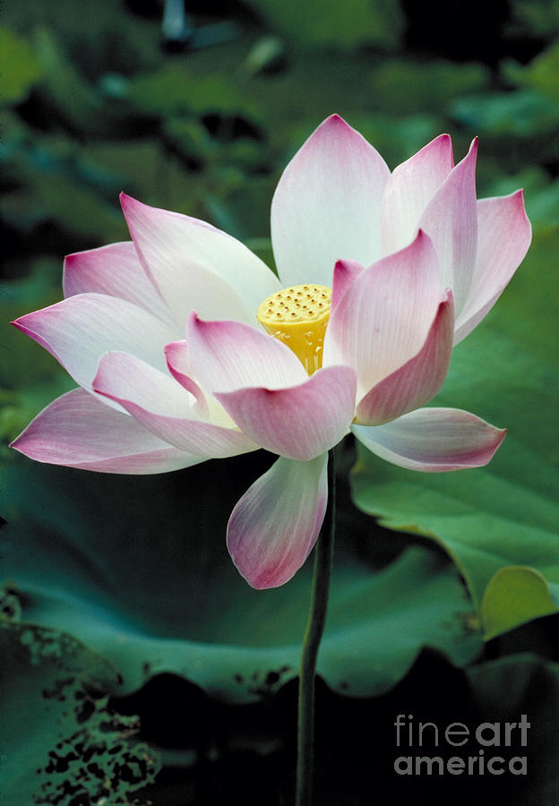 Hindu Lotus Flower Photograph by Gregory G. Dimijian