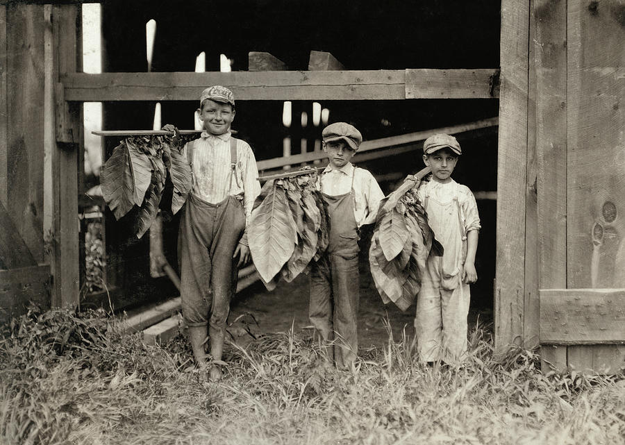 Hine Tobacco Farm, 1917 Photograph by Granger