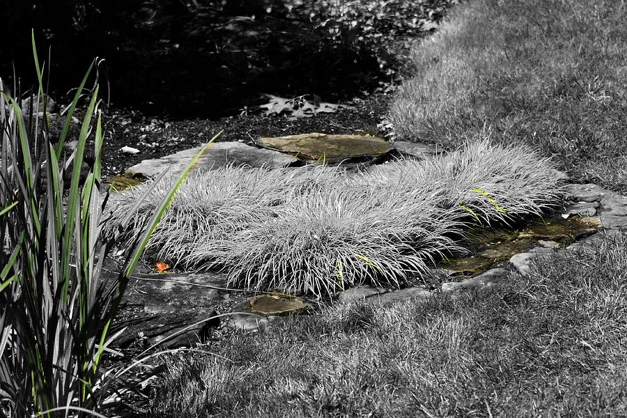 Hint of Green Grass Photograph by David Yocum