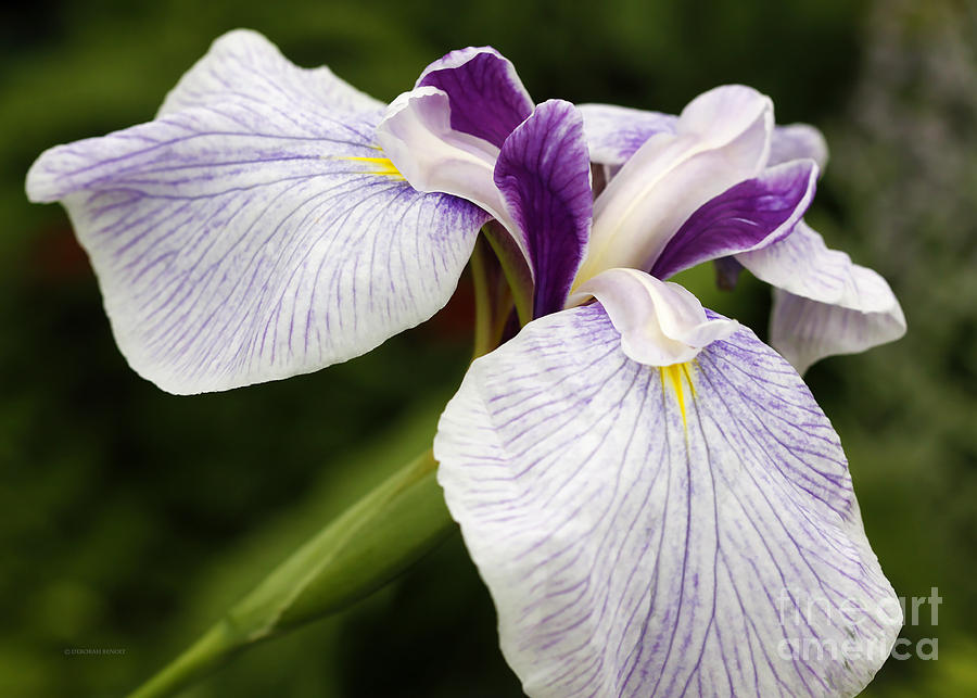 Iris Photograph - Hint Of Purple by Deborah Benoit