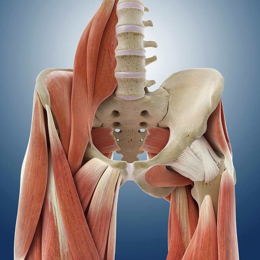 hip joint muscles