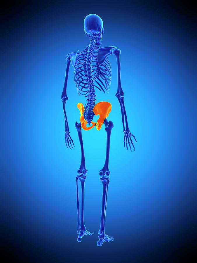 Hip Bones Photograph by Sebastian Kaulitzki/science Photo Library