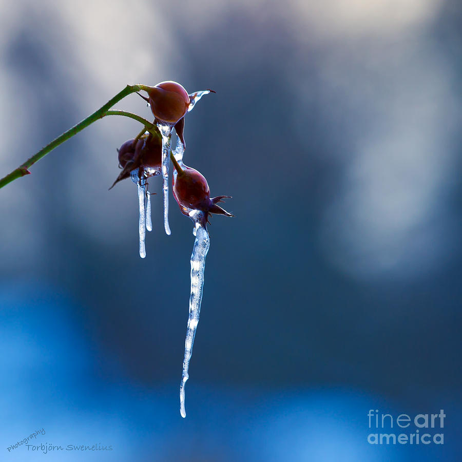 Hip icicle Photograph by Torbjorn Swenelius