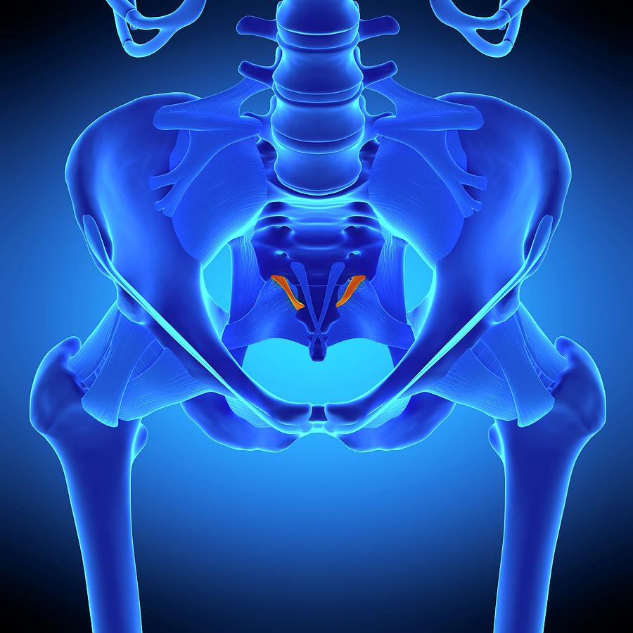 Hip Ligament Photograph by Sebastian Kaulitzki/science Photo Library