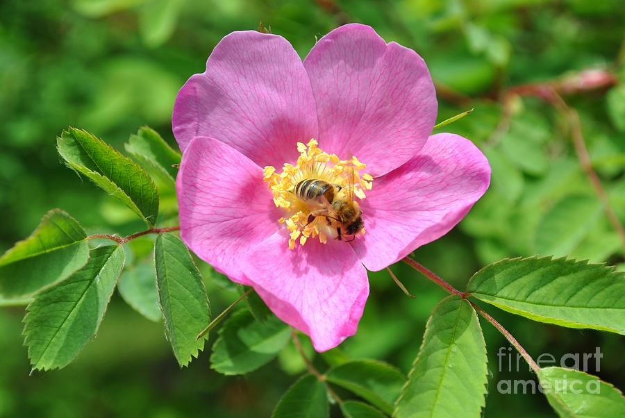 Hip Rose Bloom With A Bee Photograph