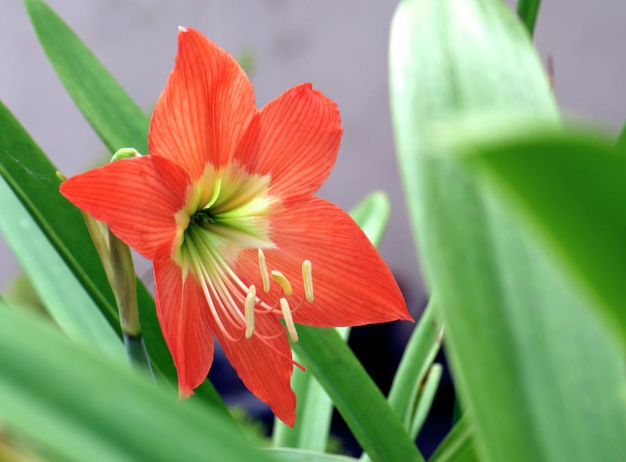 Flower buds of Hippeastrum - Stock Image - C023/8373 - Science Photo Library