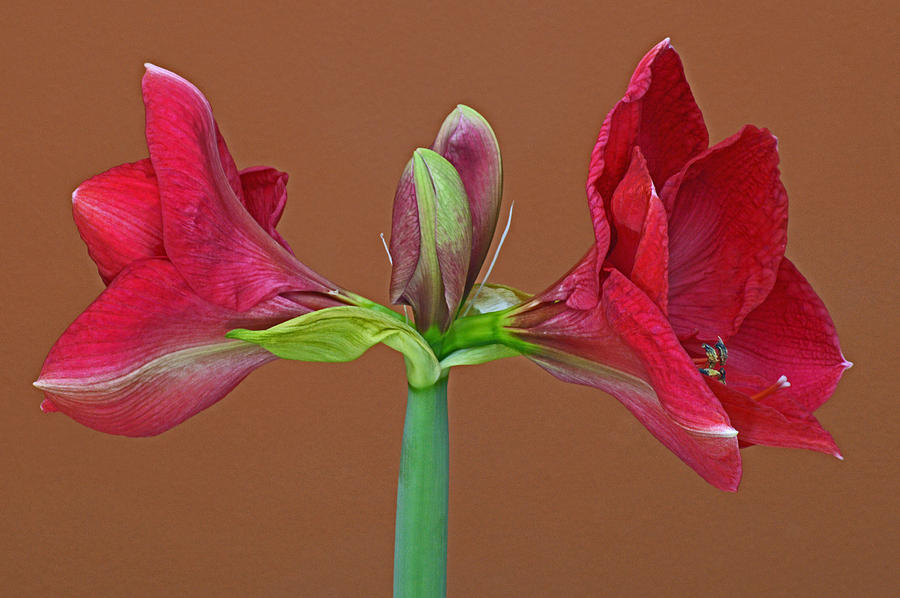 Hippeastrum Photograph by Terence Davis