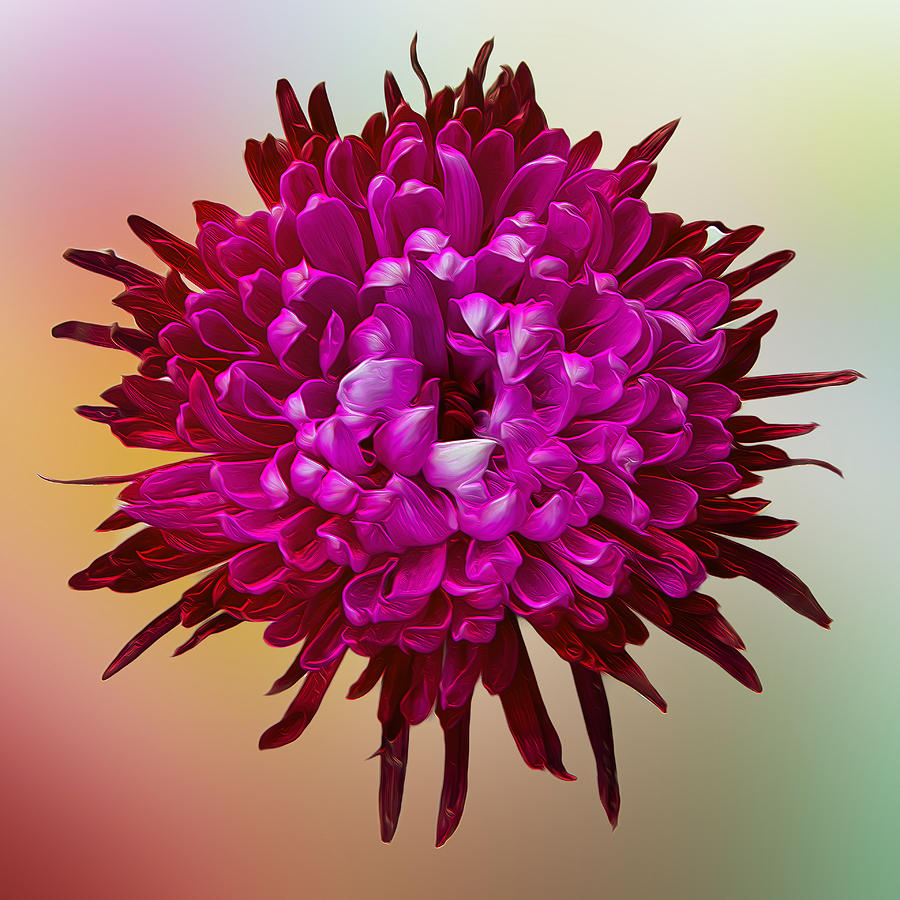 Hippie Floral Bloom Photograph by Bill and Linda Tiepelman Hippie Floral Bloom Photograph by Bill and Linda Tiepelman