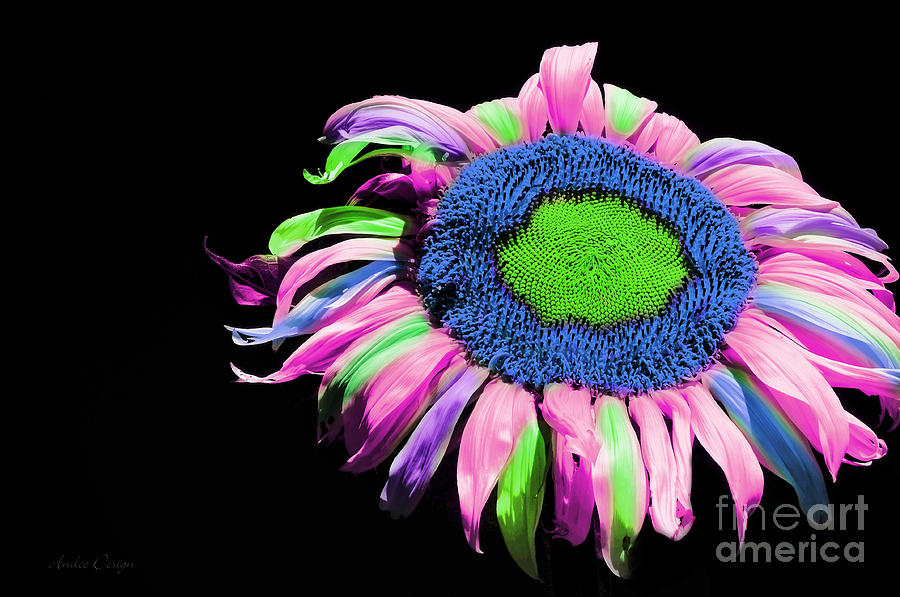 Sunflower Photograph - Hippie Sunflower Rainbow Painterly 2 by Andee Design