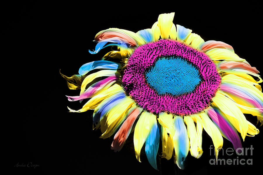 Hippie Sunflower Rainbow Painterly Photograph by Andee Design