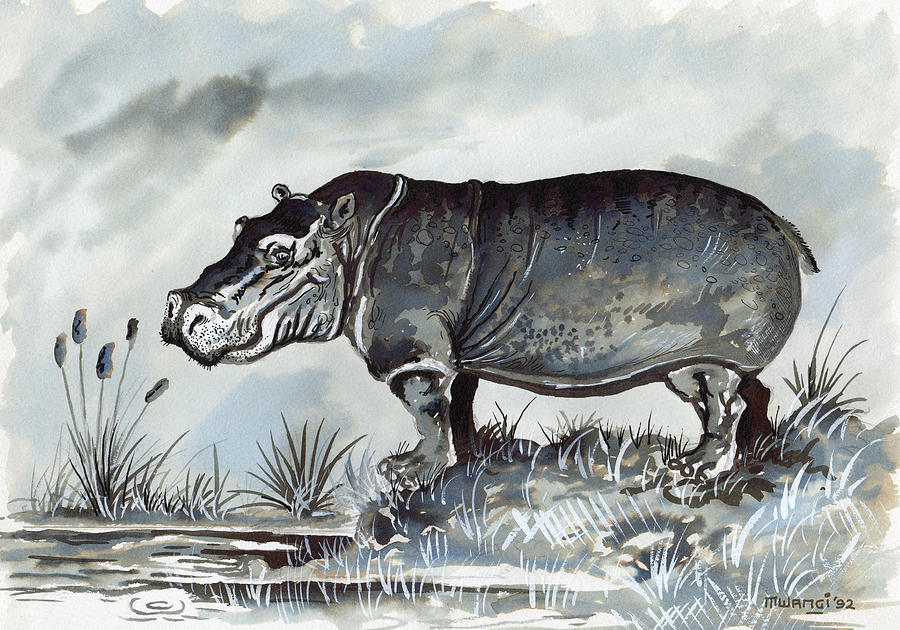 Hippo Drawing by Anthony Mwangi