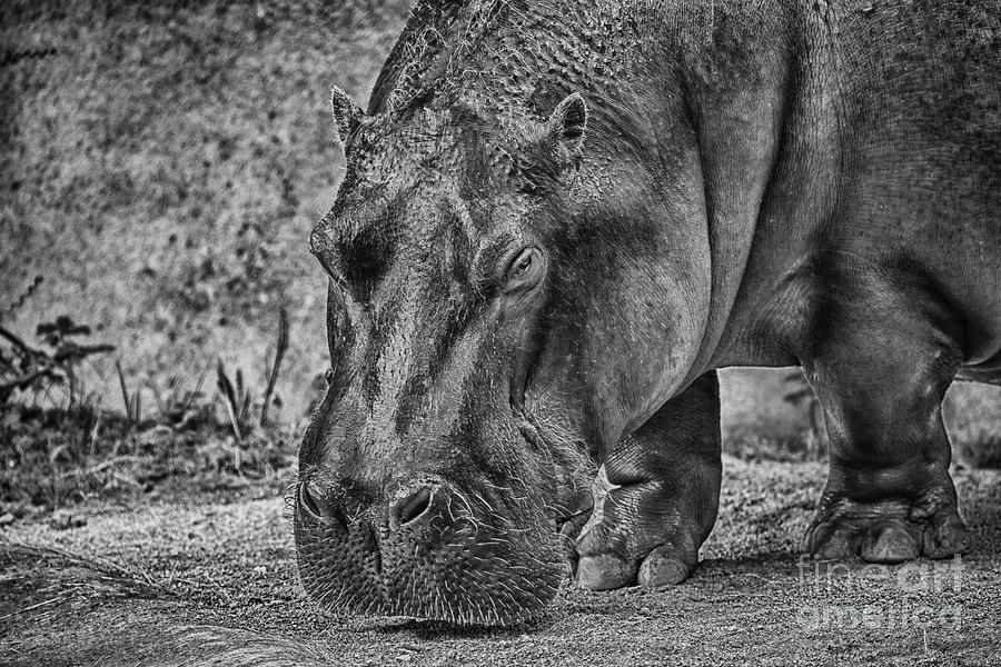 Hippo-Black and White Photograph by Douglas Barnard